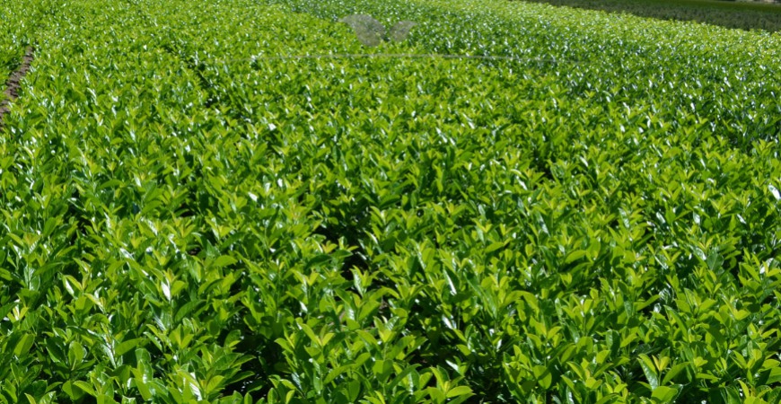 Prunus laurocerasus Rotundifolia kenmerken