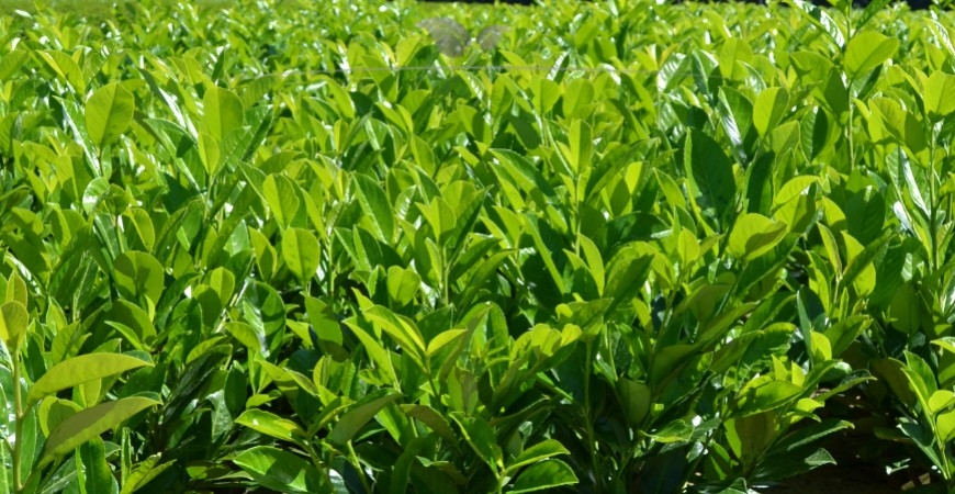 Prunus laurocerasus Rotundifolia blad