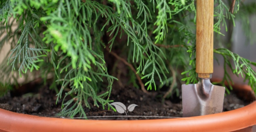 Thuja occidentalis Brabant planten