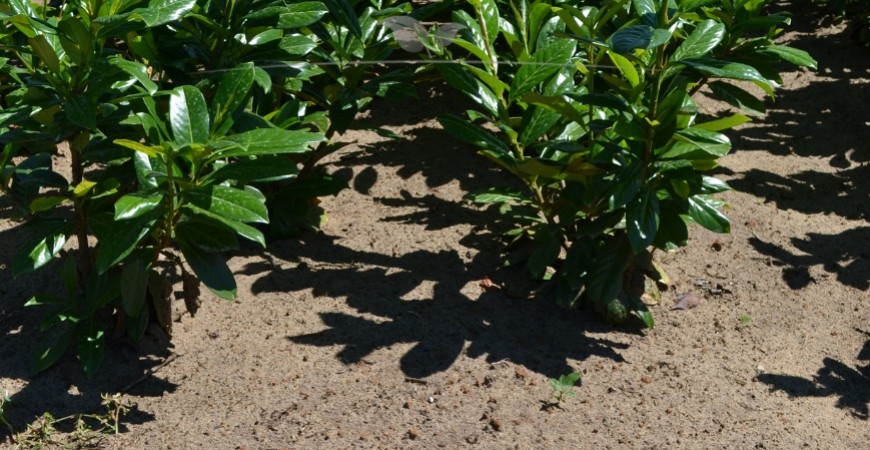 Prunus laurocerasus Novita standplaats