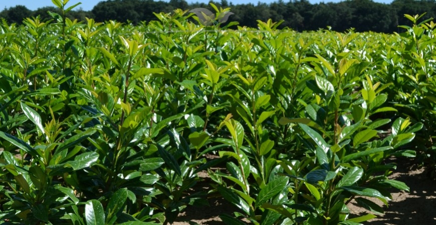 Prunus laurocerasus Novita planten