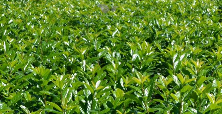 Prunus laurocerasus Novita blad