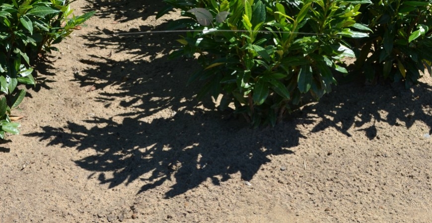 Prunus laurocerasus Herbergii standplaats