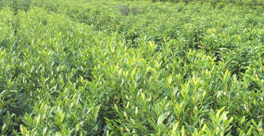 Prunus laurocerasus Herbergii planten