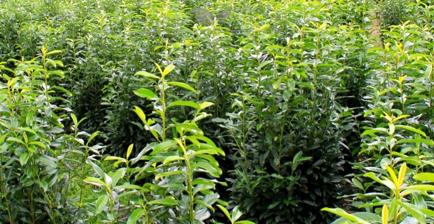 Prunus laurocerasus Caucasica kenmerken